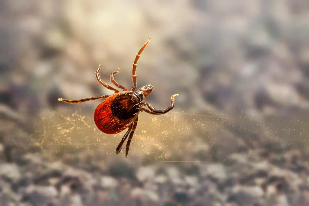 ENFERMEDAD DE LYME TERAPIA COMPLEMETARIA OZONOTERAPIA Y VITAMINA C INTREAVENISA ESLYME COLABORADORES